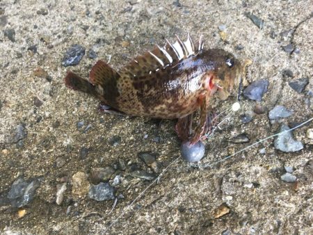 お昼まで穴釣り